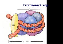 Клеточное ядро. Митоз. Что такое хроматин: определение, строение и функции Наследственность - основное свойство живой материи